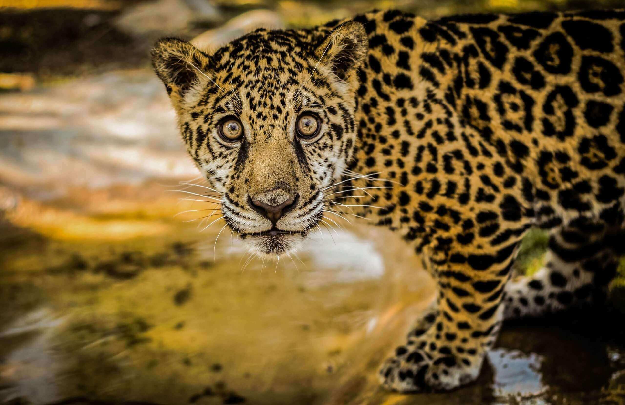 The jaguar, the stories behind America's big cat – Saving The