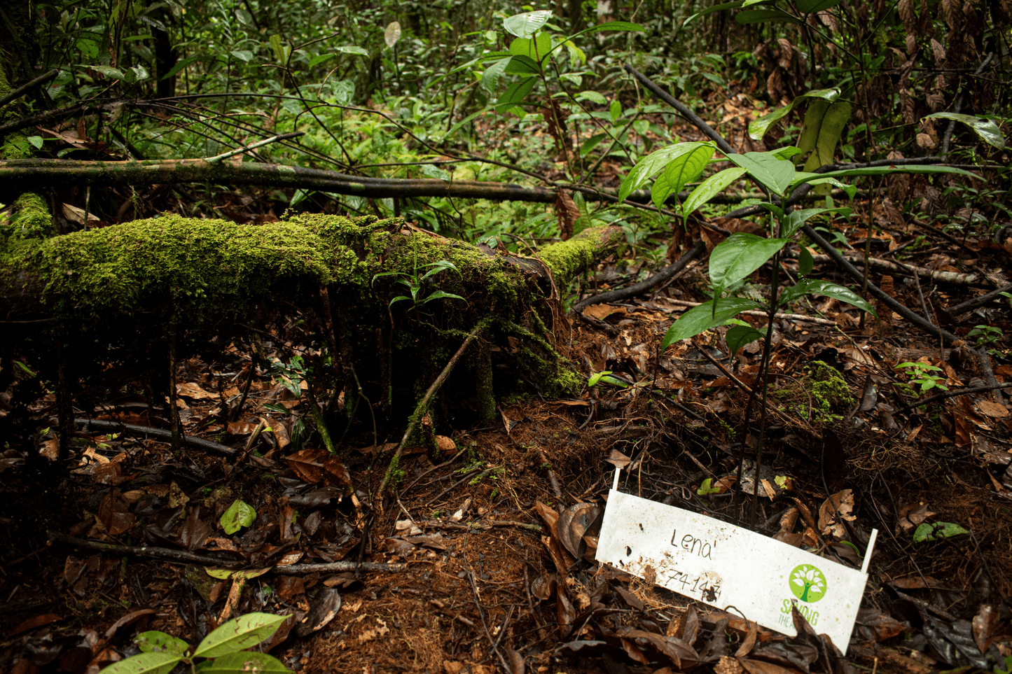 SIEMBRA UN ÁRBOL EN LA AMAZONÍA