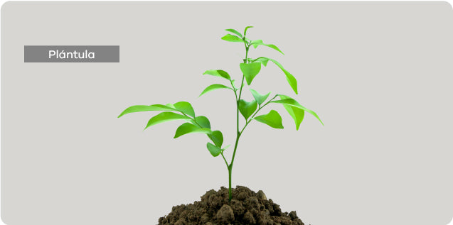 DONA Y SIEMBRA UN ÁRBOL