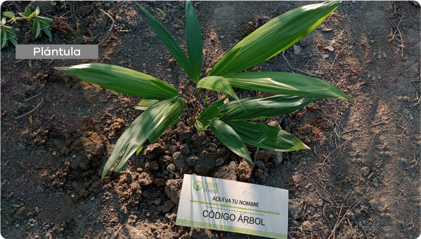 SIEMBRA UN ÁRBOL EN LA AMAZONÍA