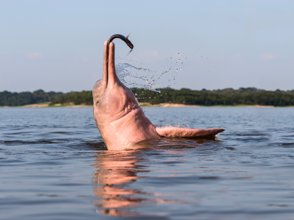 Viaje con Propósito a la Amazonía: Mavicure 2026