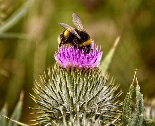 ¿Qué podemos hacer para proteger a nuestras abejas?