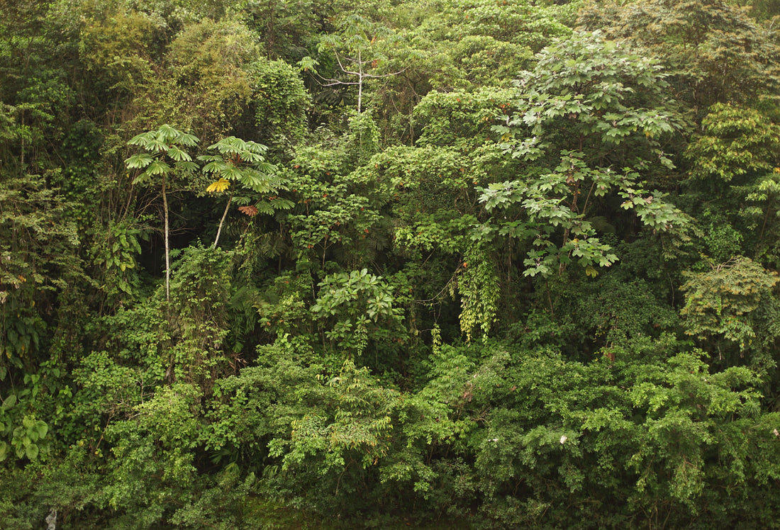 ¿Qué árboles sembramos?