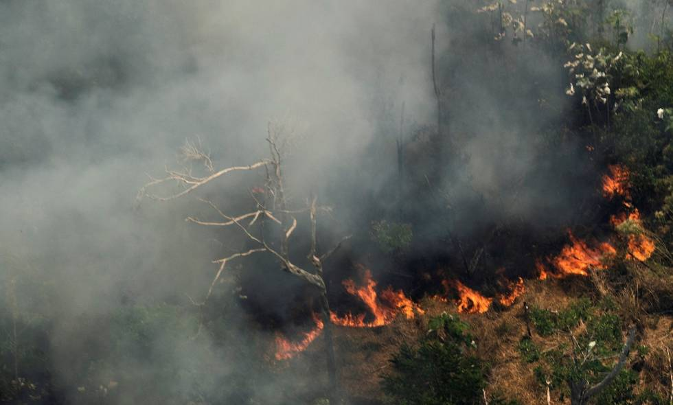 ¡Los animales de la Amazonía se están extinguiendo!