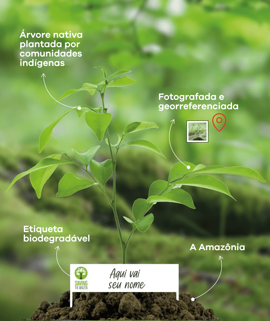 Amazon Tree Apadrina