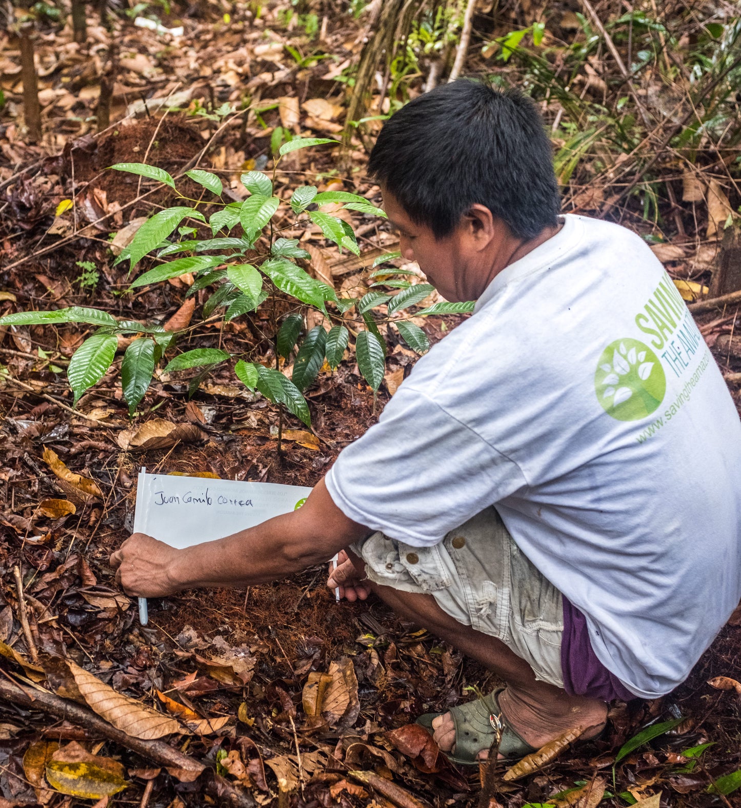 Un árbol para un cumpleaños - Saving The Amazon