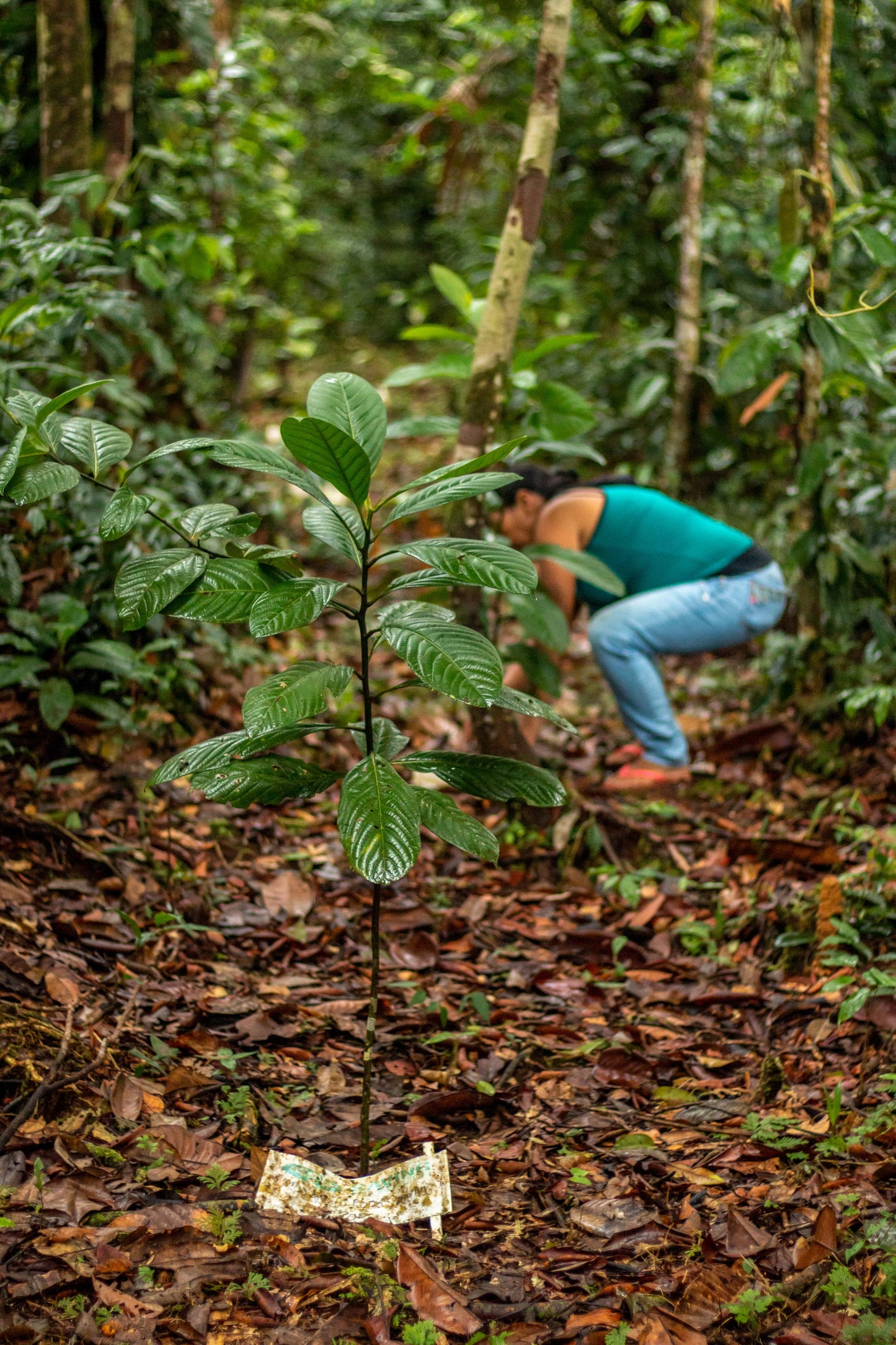 Un árbol para mi - Saving The Amazon