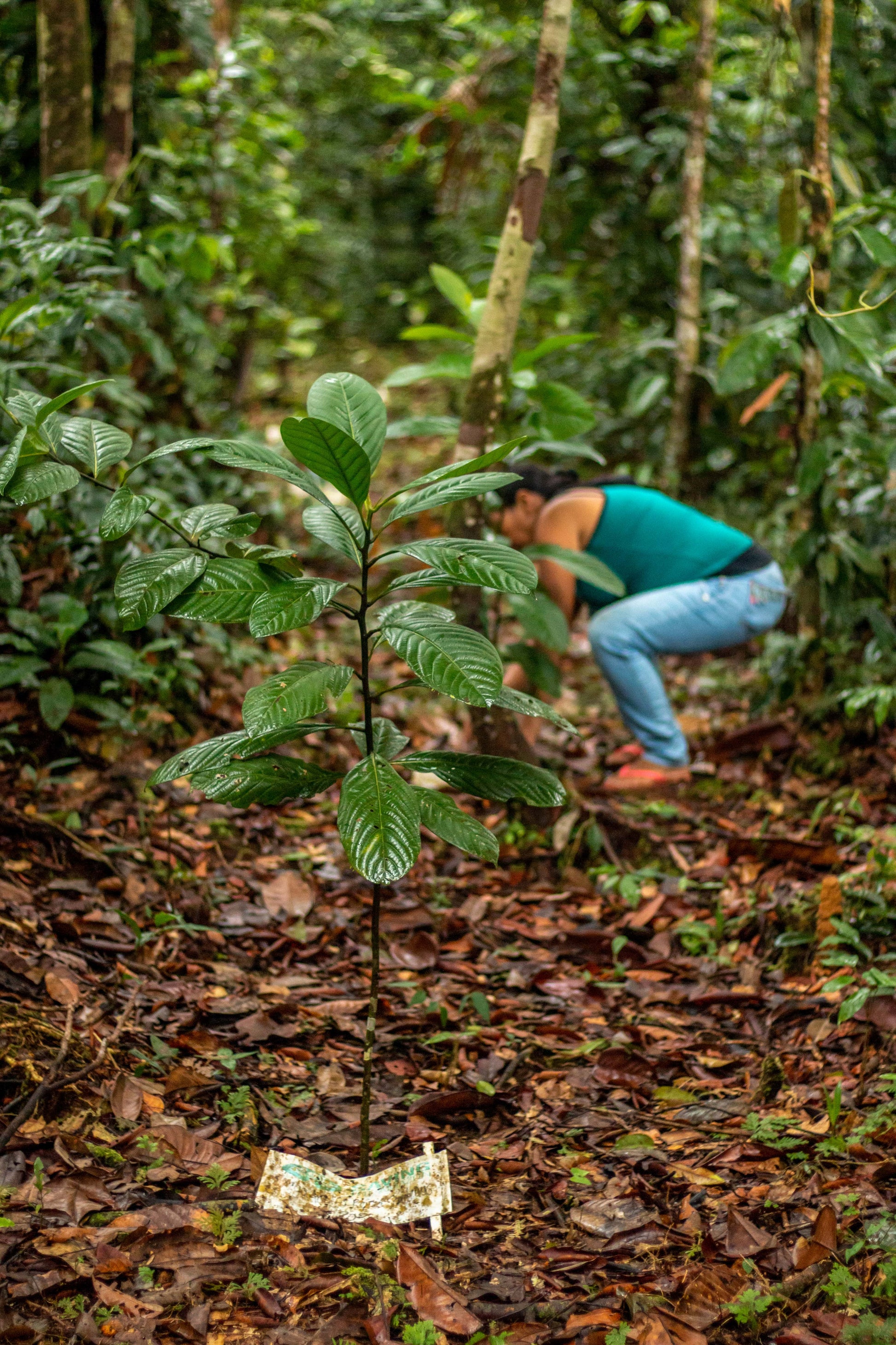 Un árbol para mi - Saving The Amazon